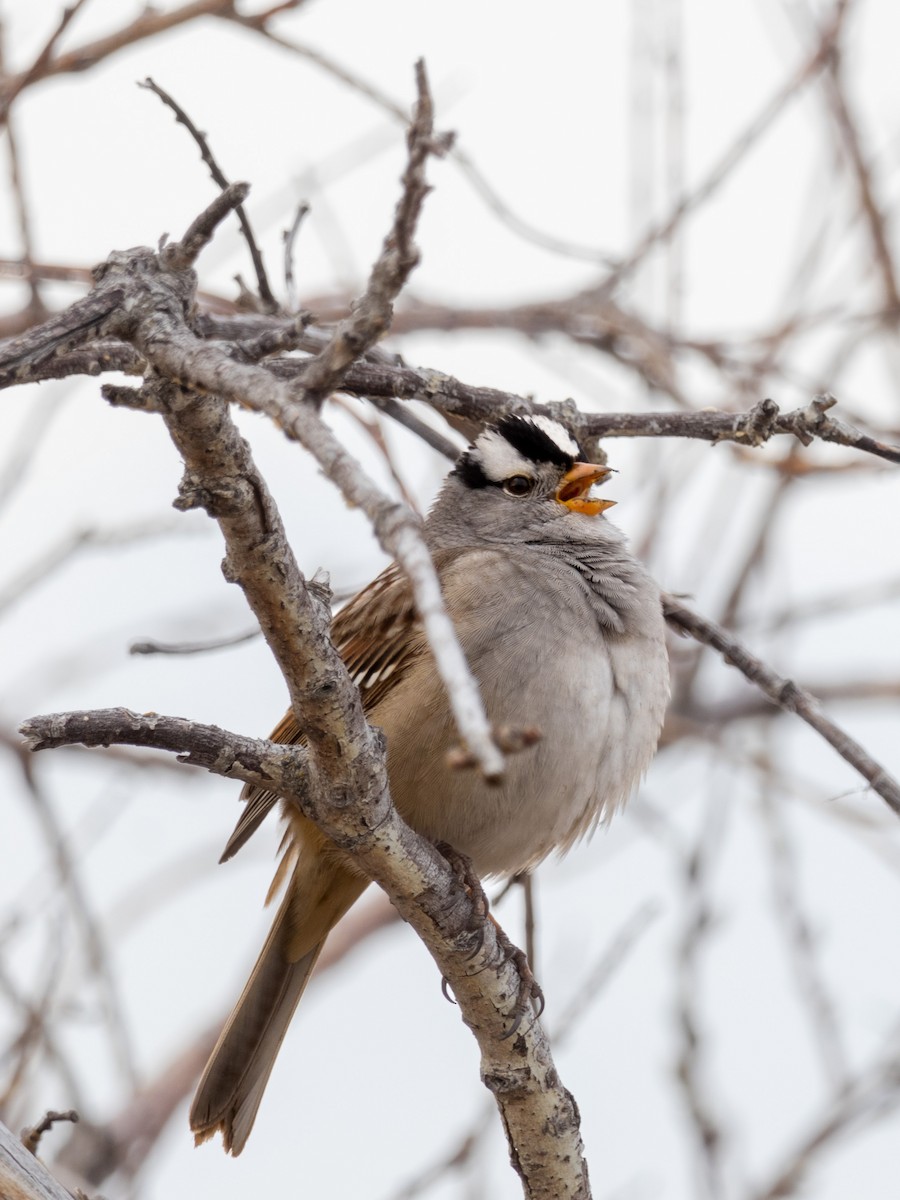 White-crowned Sparrow - ML618603124