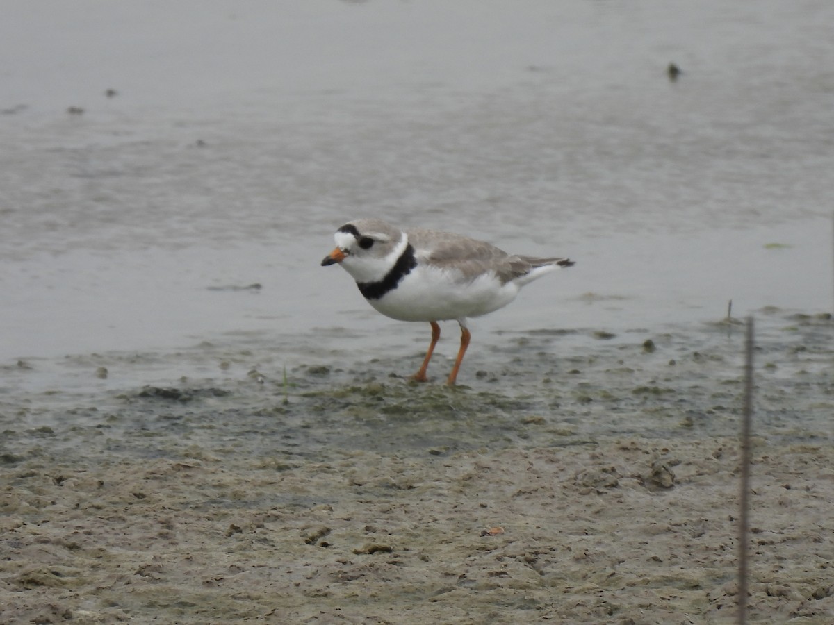 Piping Plover - ML618603127