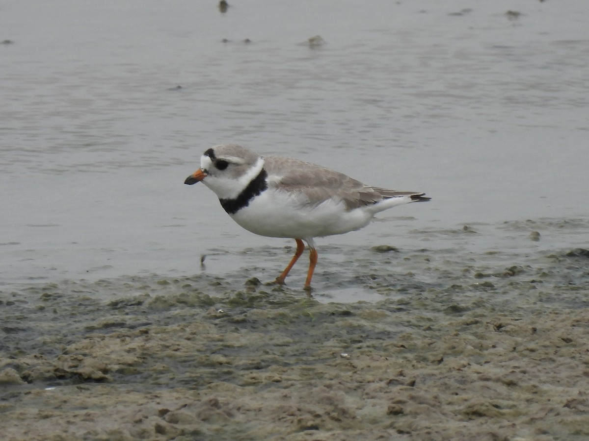 Piping Plover - ML618603128
