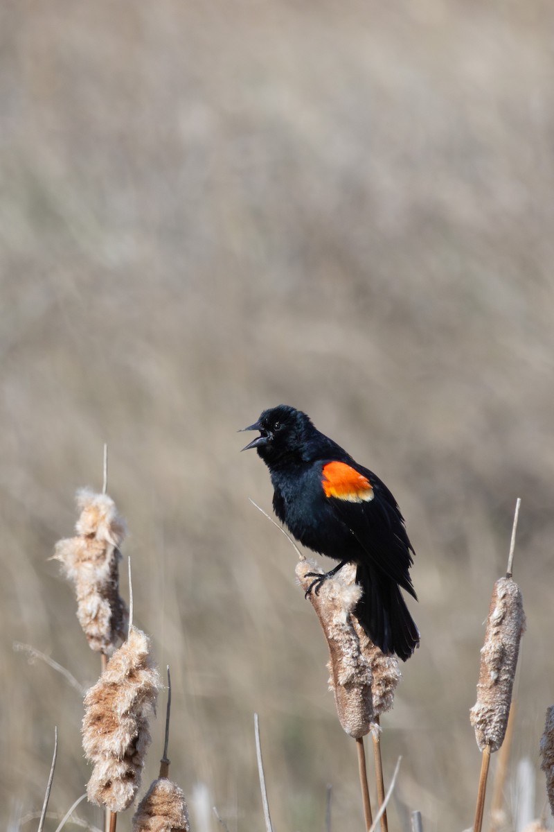 Red-winged Blackbird - Adam McLean