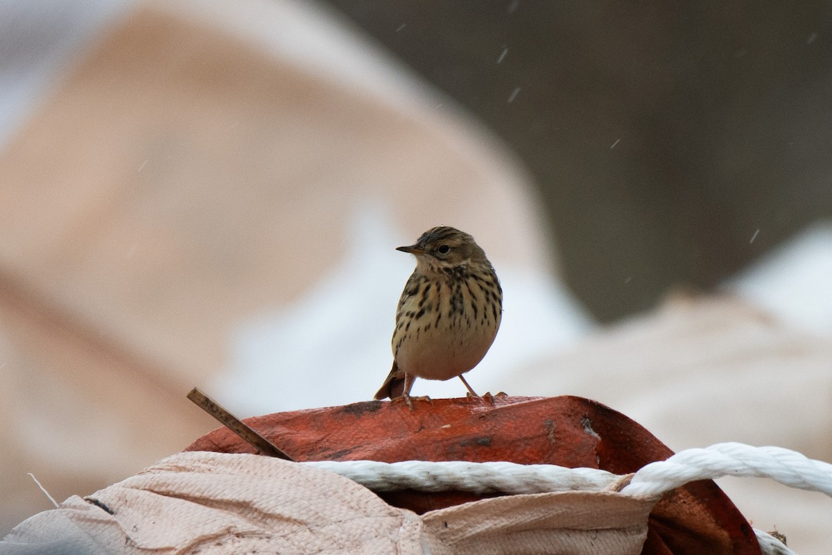 Red-throated Pipit - ML618603199