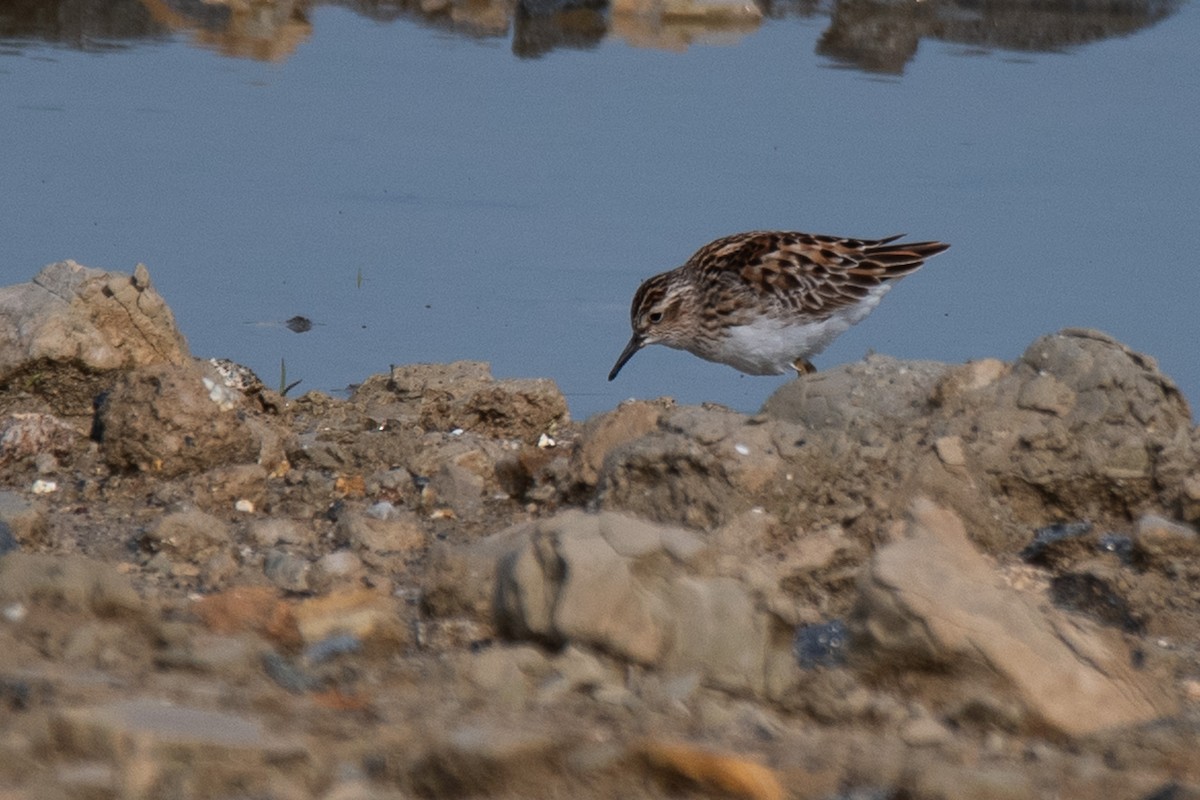 Long-toed Stint - Sangyoon Lee