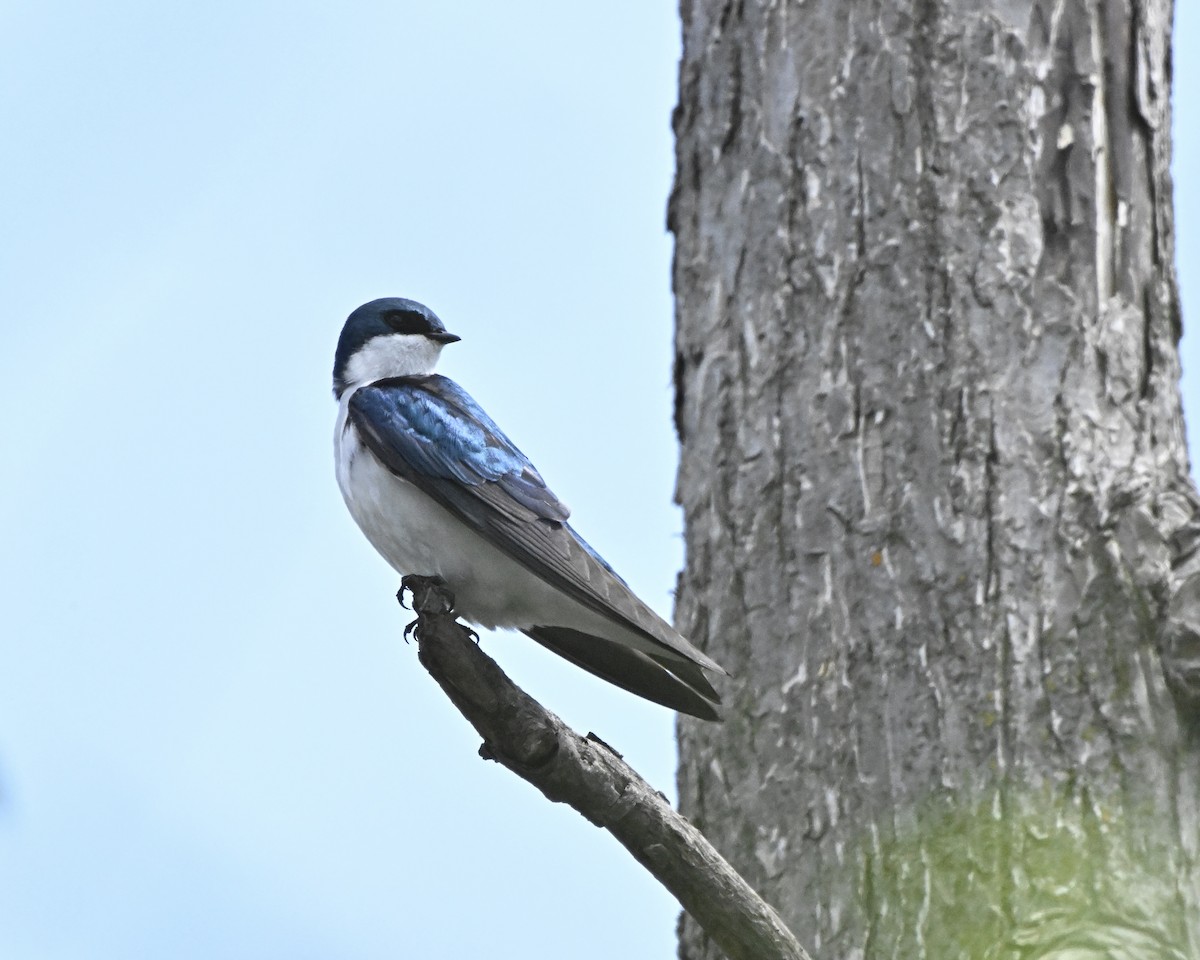 Tree Swallow - ML618603247