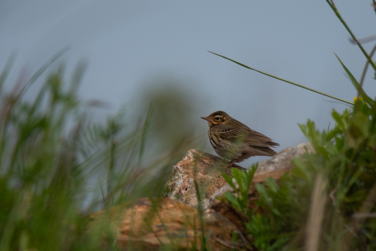 Olive-backed Pipit - ML618603249
