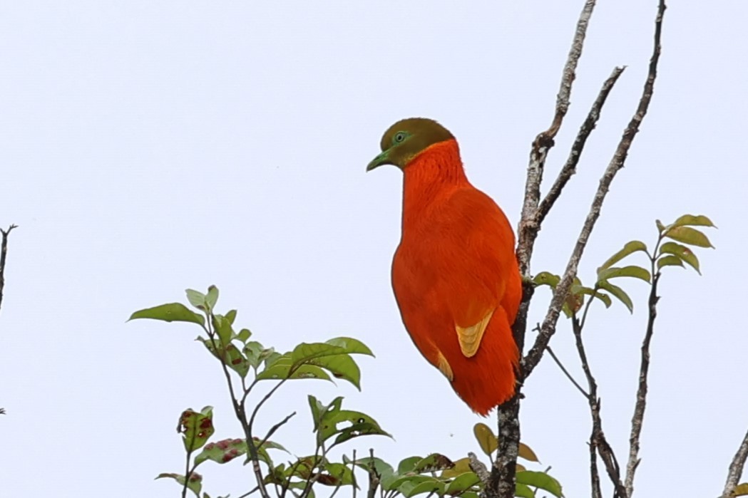 holub oranžový - ML618603257