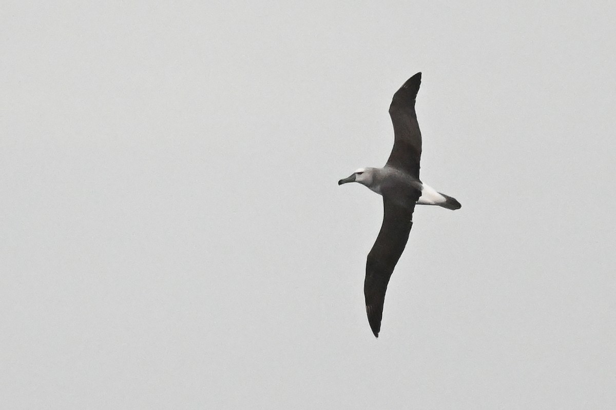 White-capped Albatross - Marcelina Poddaniec