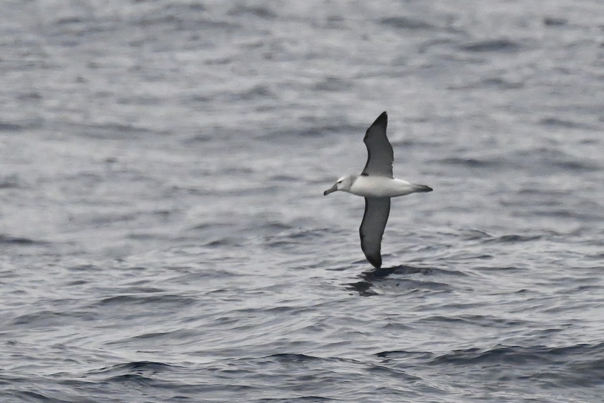 White-capped Albatross - ML618603265