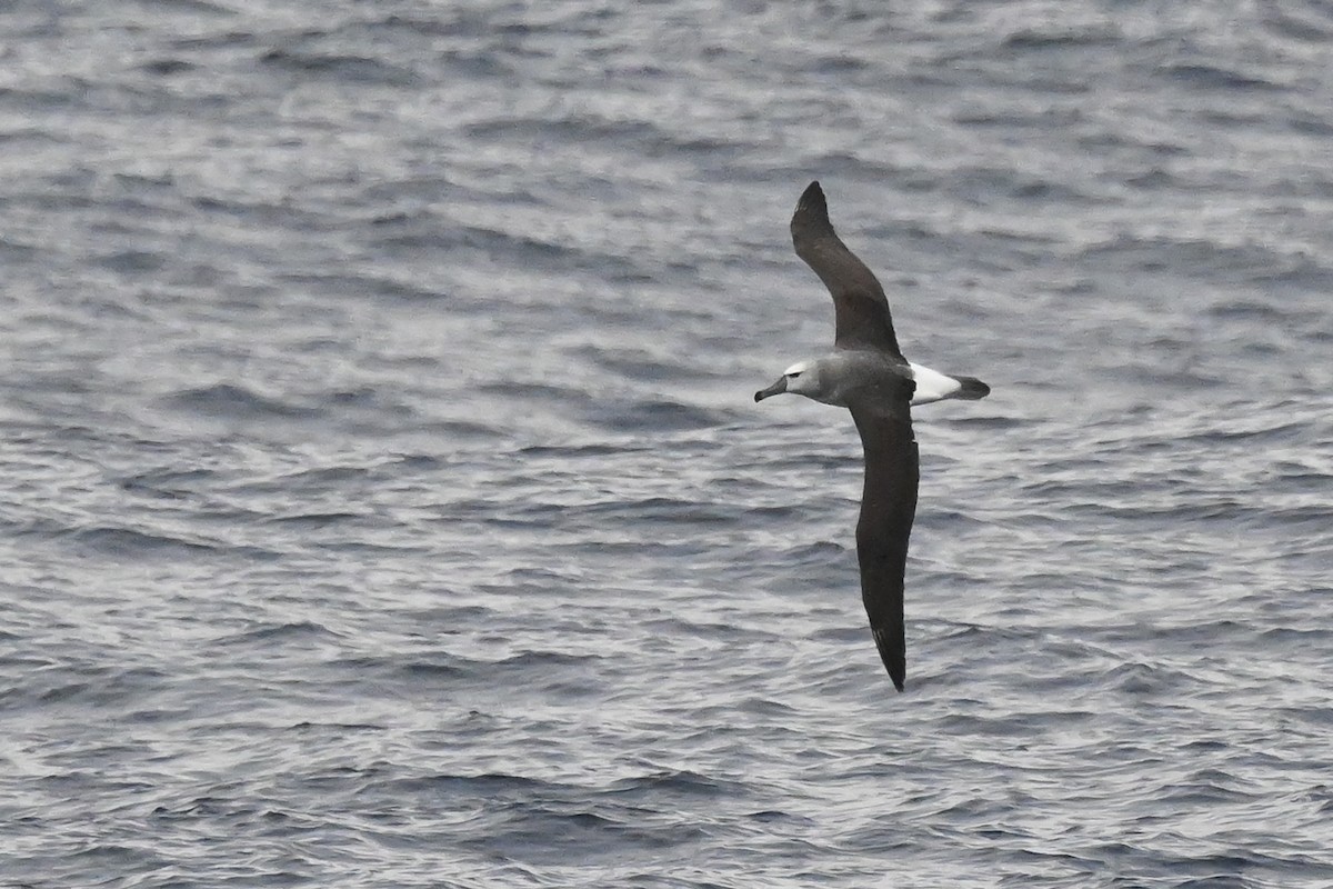 White-capped Albatross - ML618603266