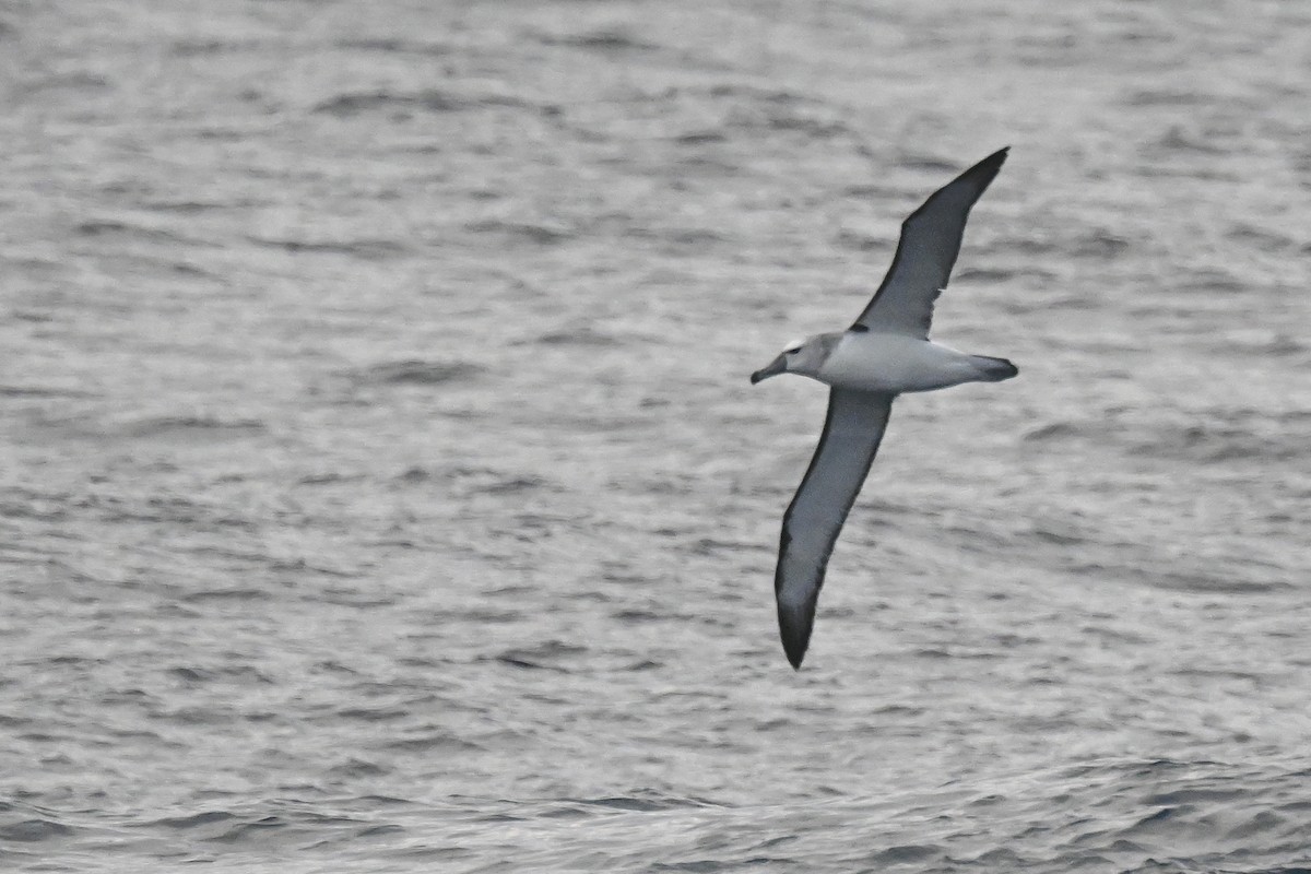 White-capped Albatross - ML618603267
