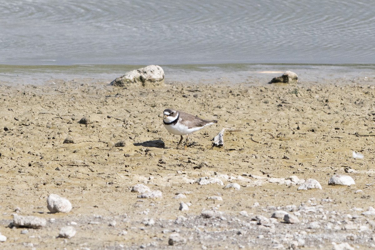 Semipalmated Plover - ML618603277