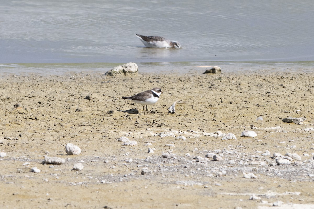 Semipalmated Plover - ML618603278