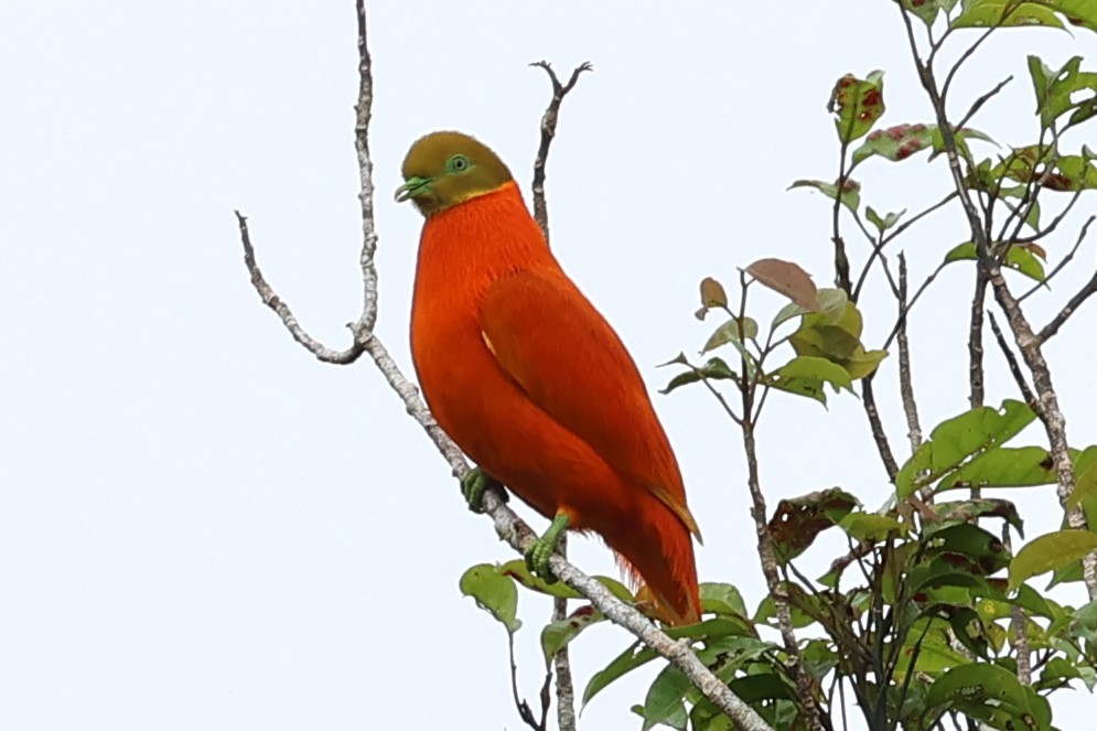 holub oranžový - ML618603284