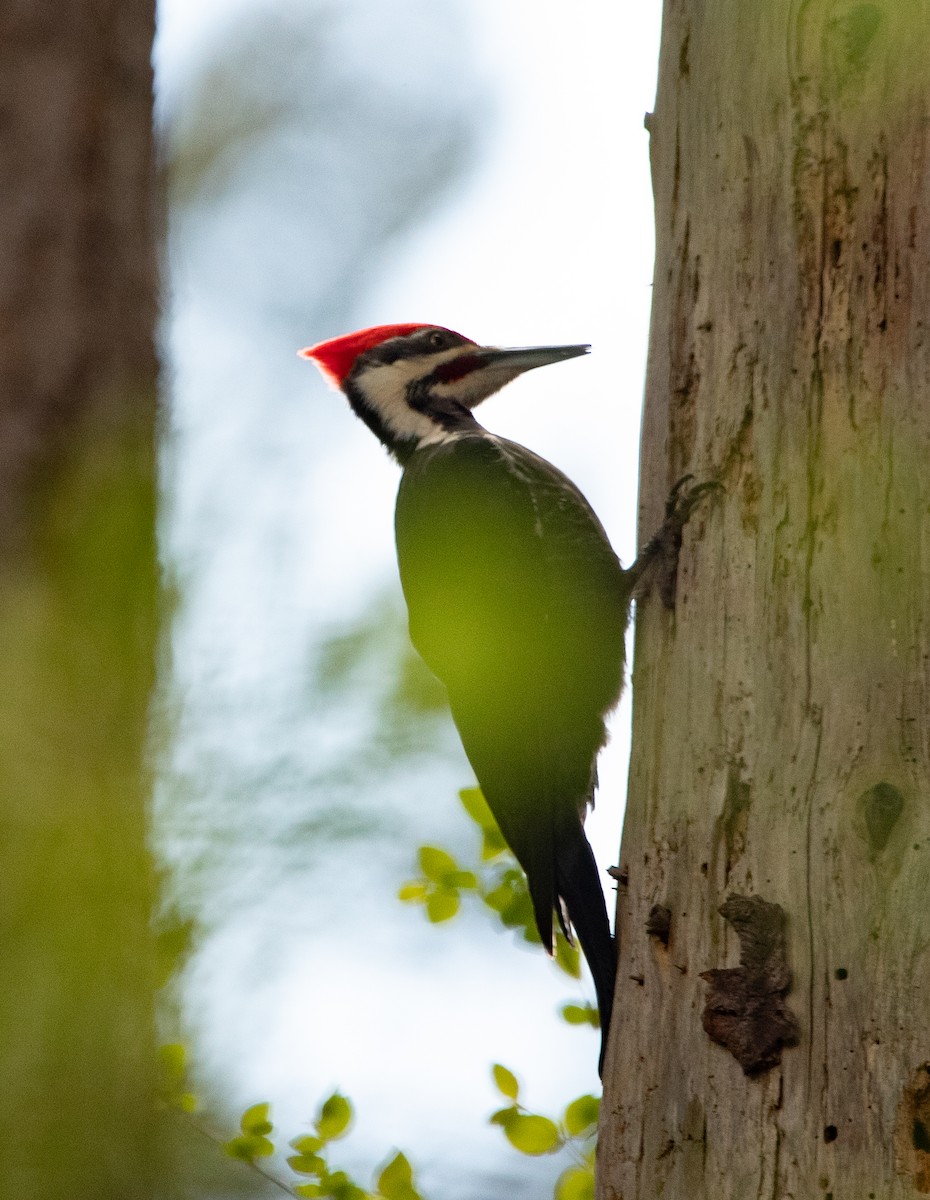 Pileated Woodpecker - Tobin Sparling
