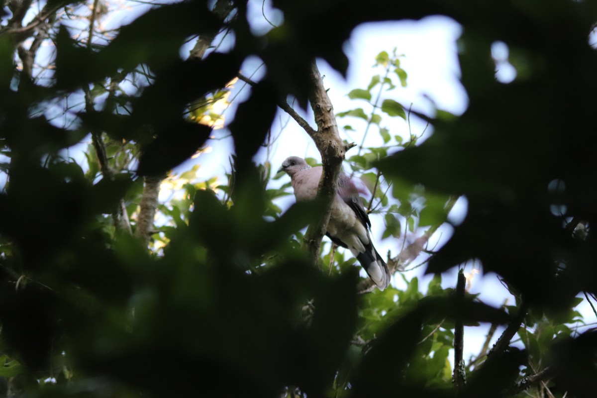 Spotted Dove - ML618603301
