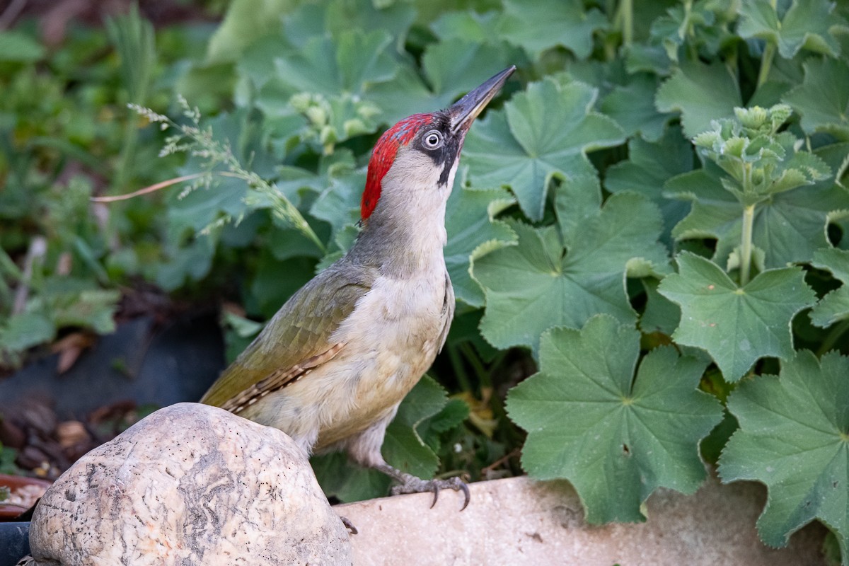 Eurasian Green Woodpecker - ML618603318