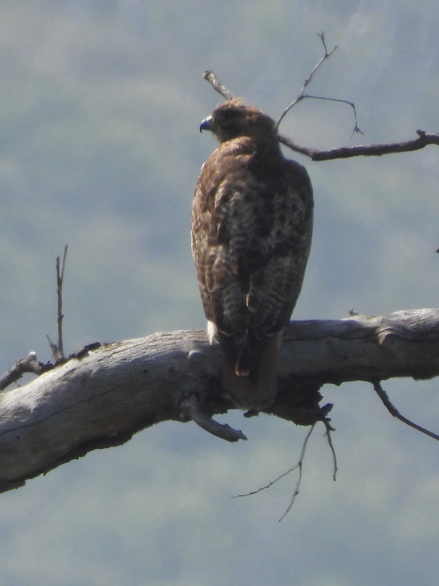 Red-tailed Hawk - ML618603352