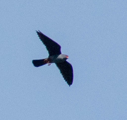 Red-footed Falcon - ML618603356