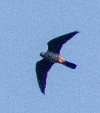 Red-footed Falcon - ML618603358