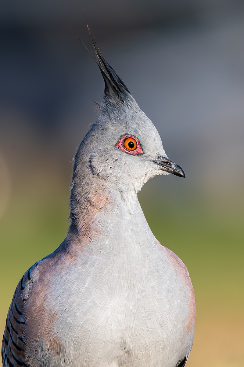 Crested Pigeon - ML618603377