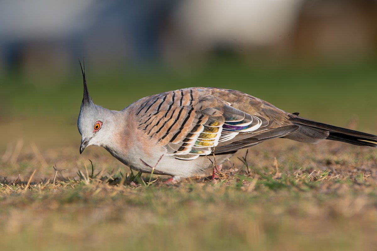 Crested Pigeon - ML618603378