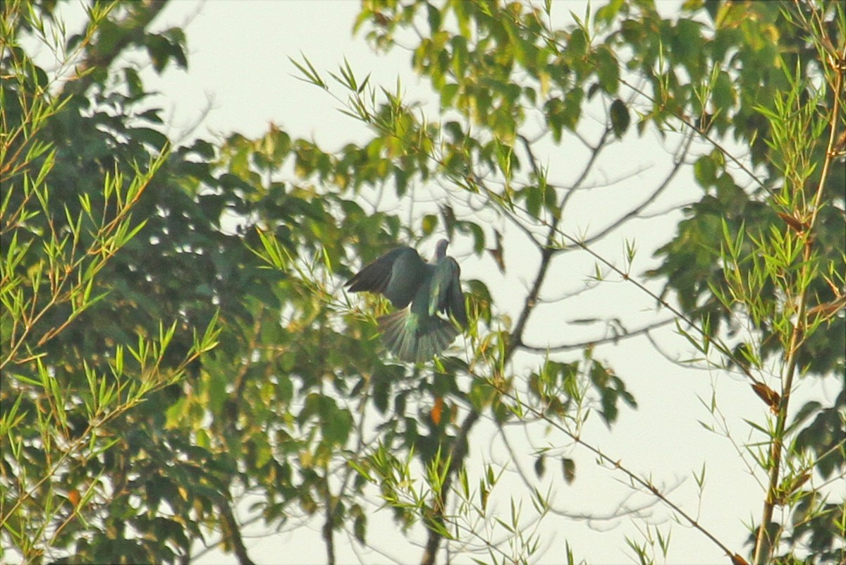 Green Imperial-Pigeon - ML618603391