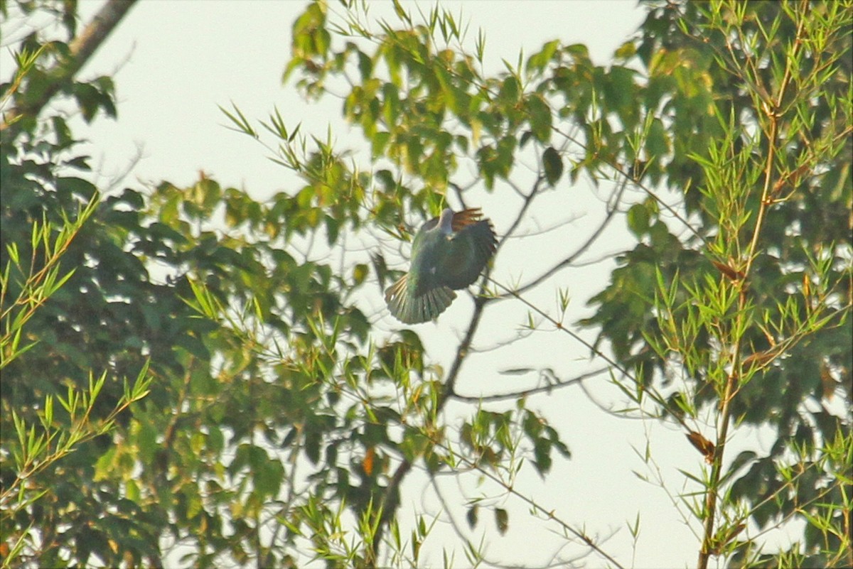 Green Imperial-Pigeon - ML618603392