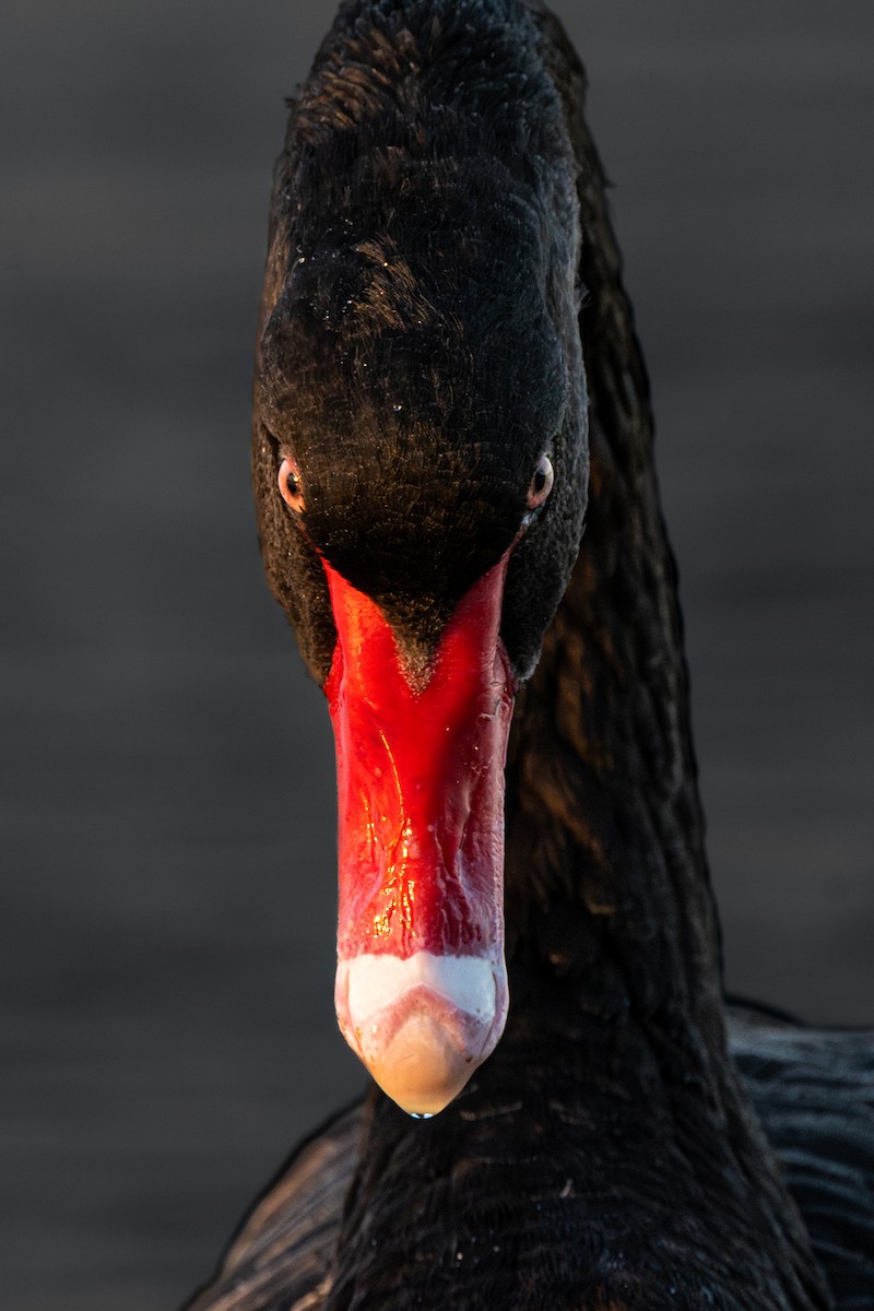 Black Swan - ML618603403