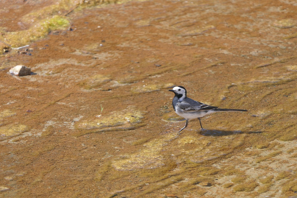 White Wagtail (White-faced) - ML618603404