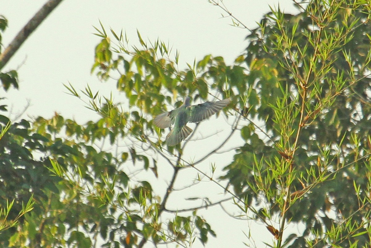 Green Imperial-Pigeon - ML618603451