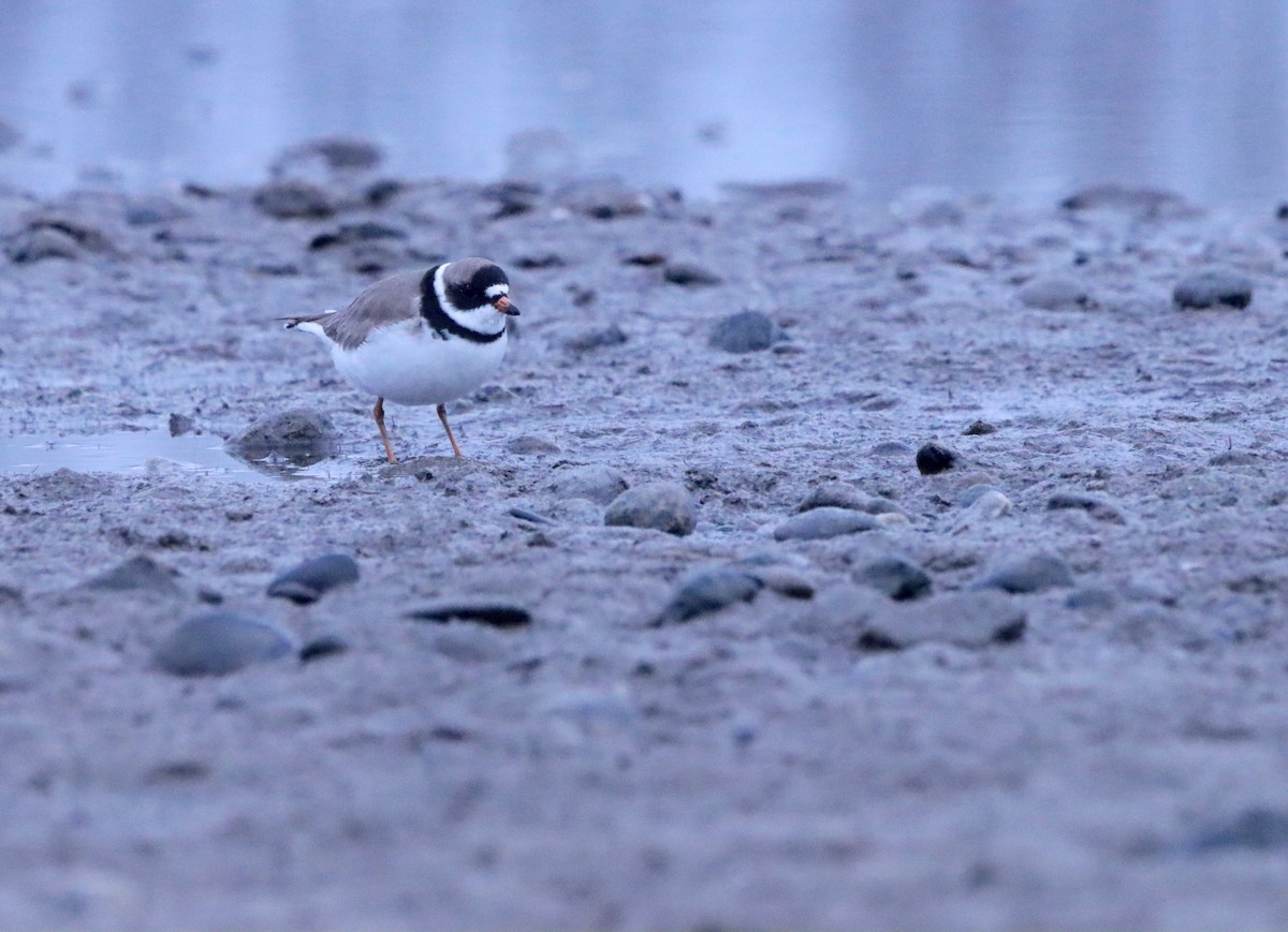 Semipalmated Plover - ML618603520