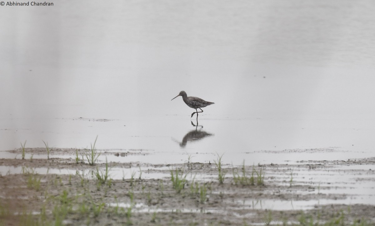 Spotted Redshank - ML618603532