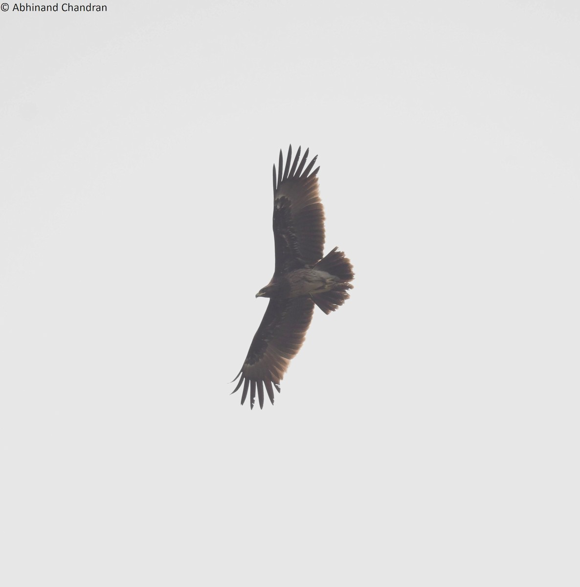 Greater Spotted Eagle - ML618603536