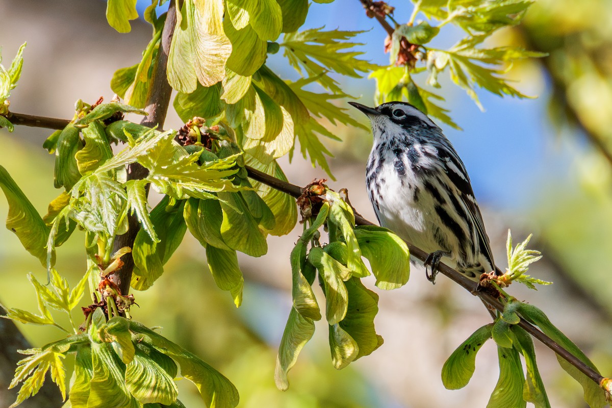 Black-and-white Warbler - ML618603543