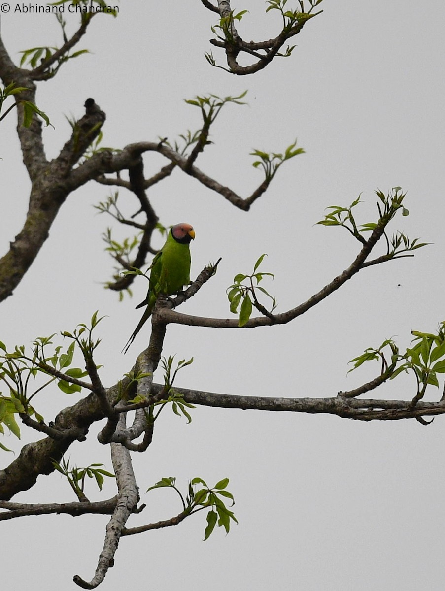 Blossom-headed Parakeet - Abhinand C