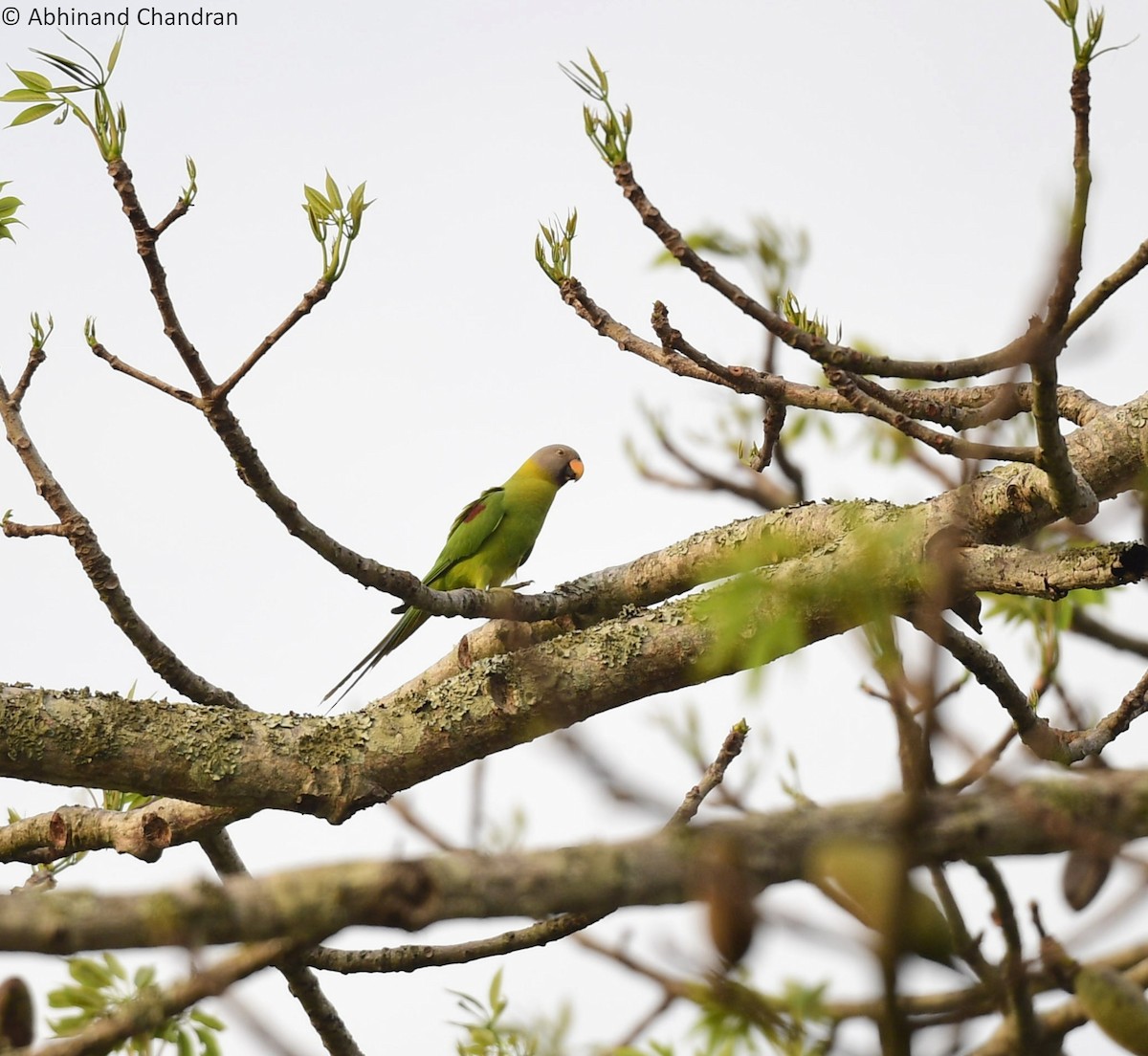 Blossom-headed Parakeet - ML618603579