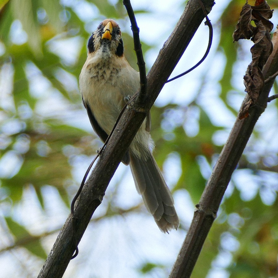 Spot-breasted Parrotbill - ML618603594