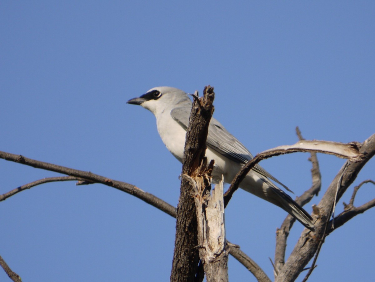 White-bellied Cuckooshrike - ML618603602