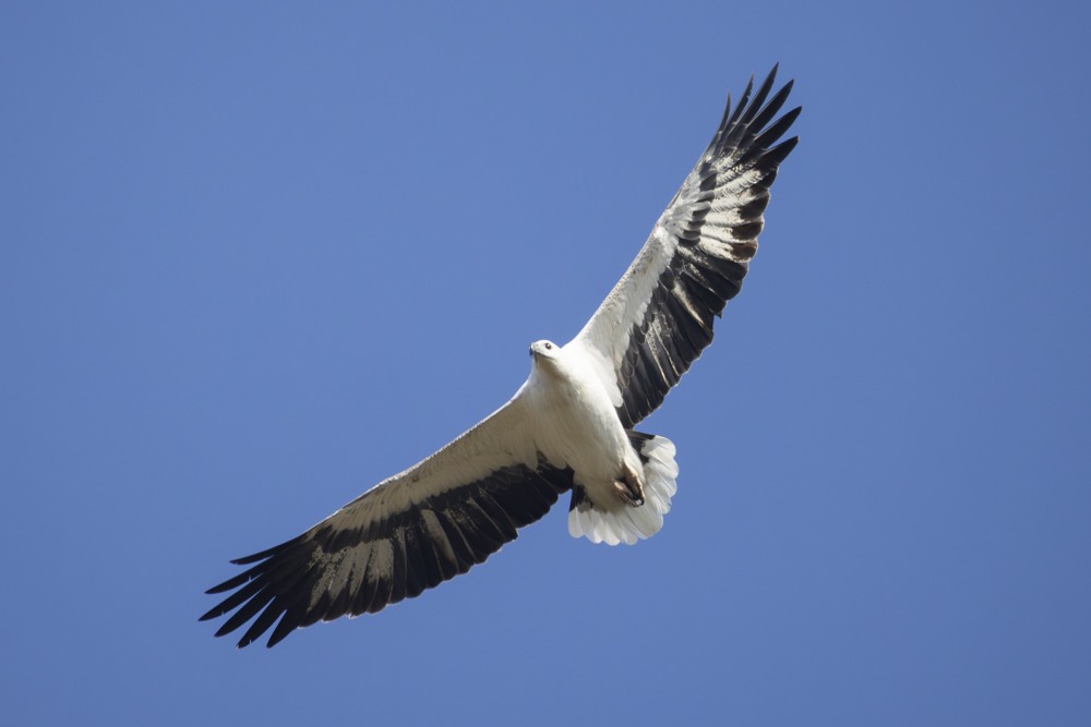White-bellied Sea-Eagle - Ron` Waters