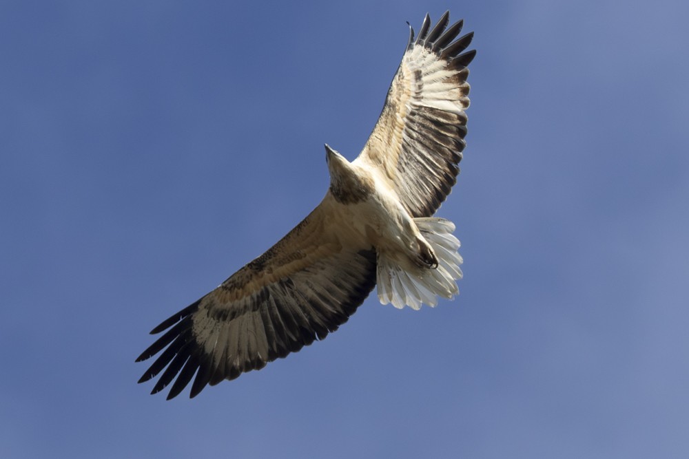 White-bellied Sea-Eagle - Ron` Waters
