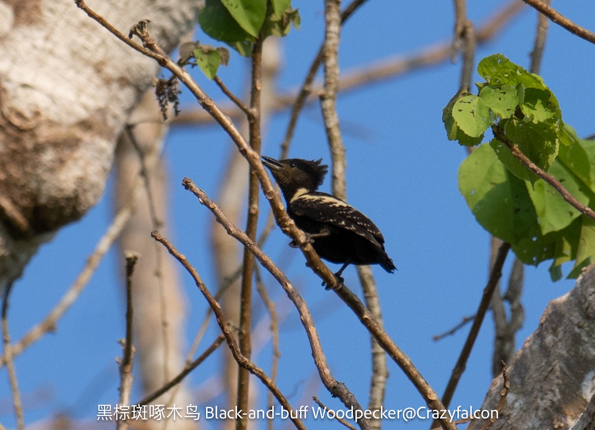 Black-and-buff Woodpecker - ML618603678