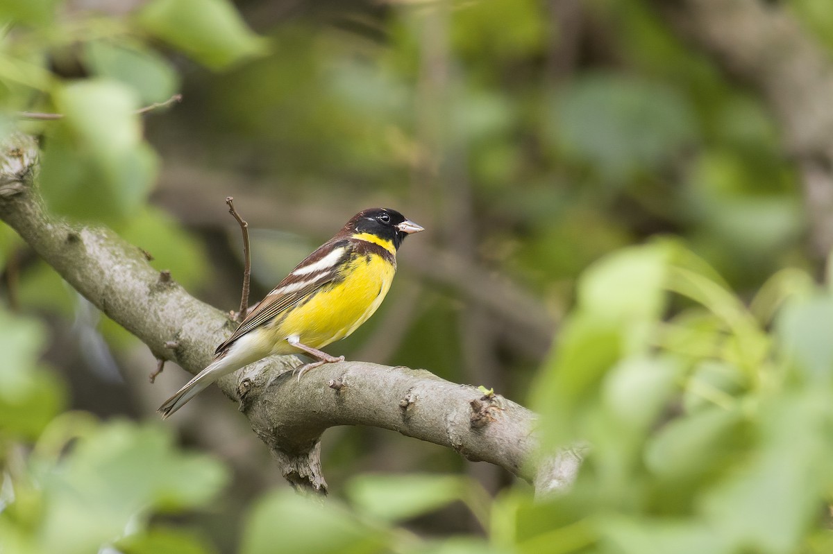 Yellow-breasted Bunting - ML618603700