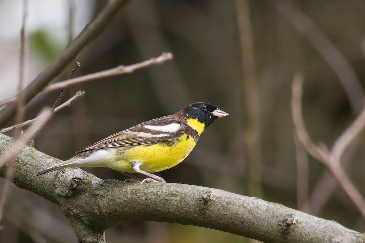 Yellow-breasted Bunting - ML618603703
