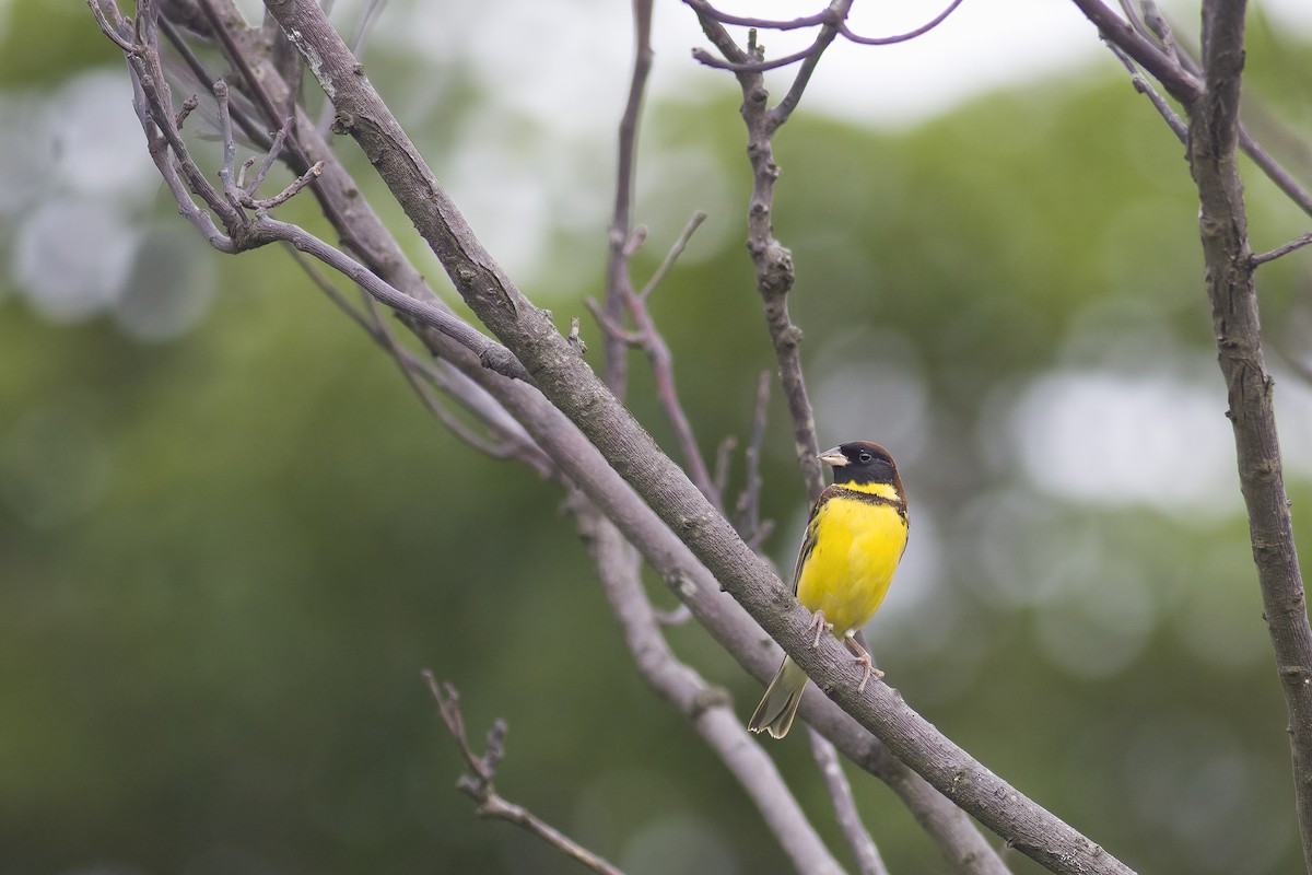 Yellow-breasted Bunting - ML618603705