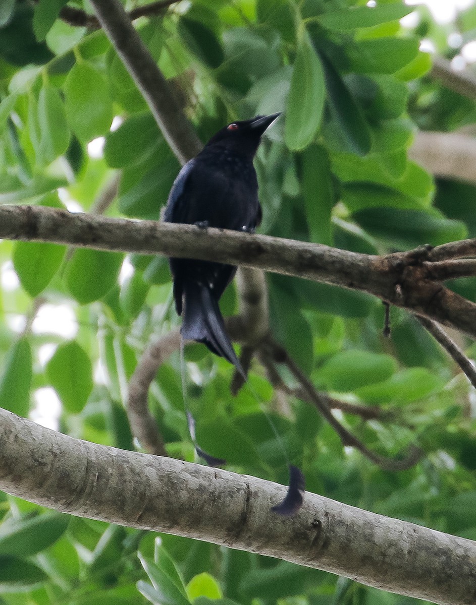 Greater Racket-tailed Drongo - ML618603717