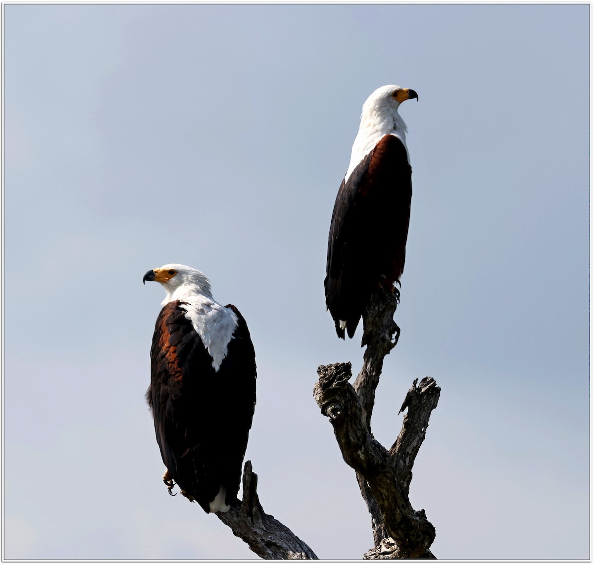 African Fish-Eagle - ML618603751