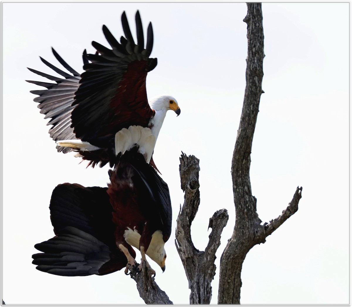 African Fish-Eagle - ML618603752