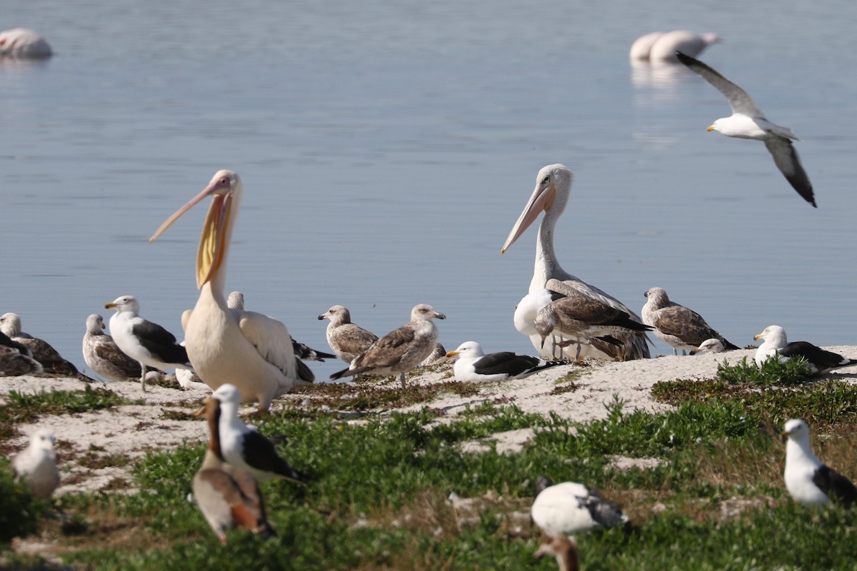 Pink-backed Pelican - ML618603800