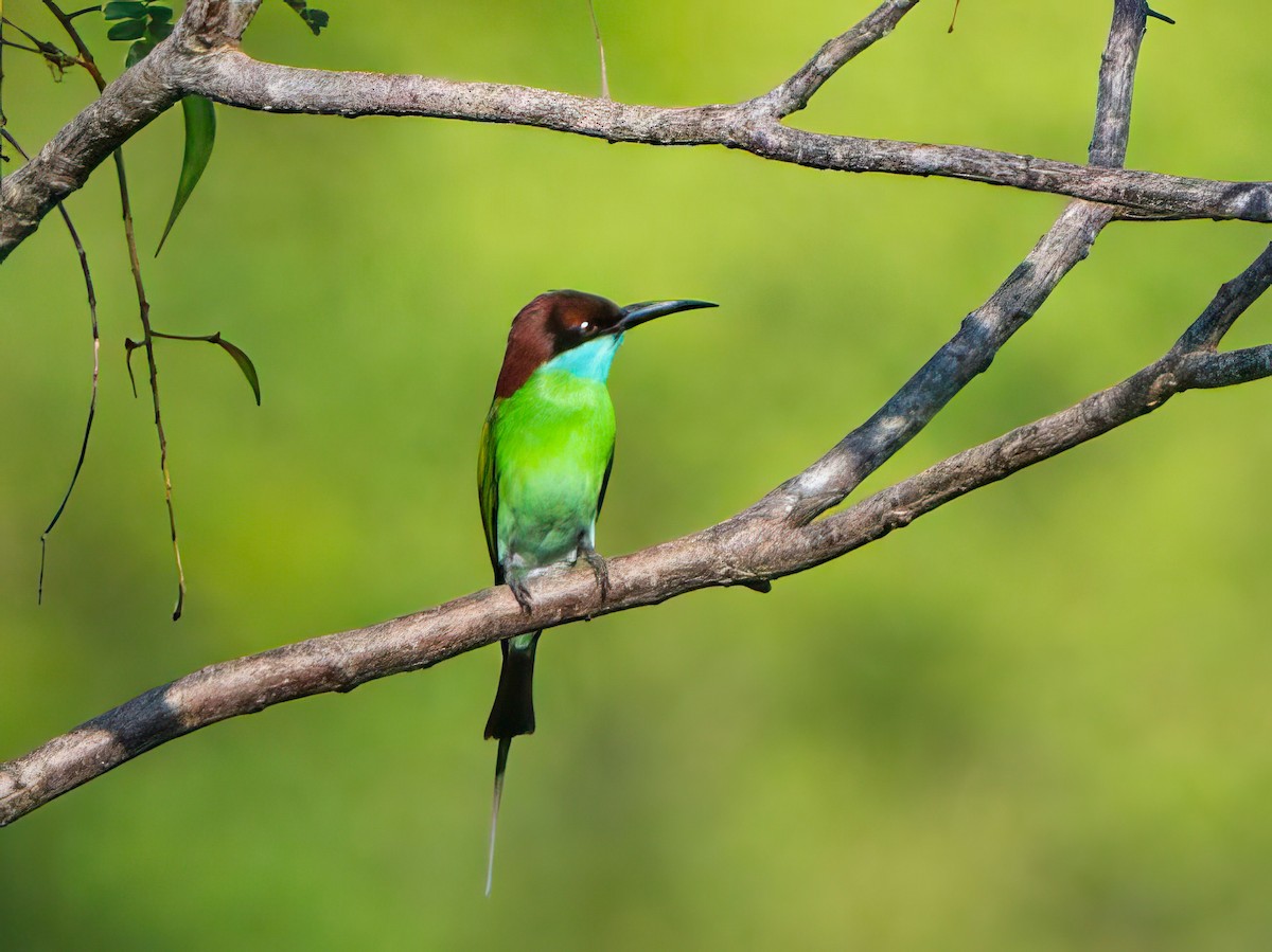 Blue-throated Bee-eater - ML618603803
