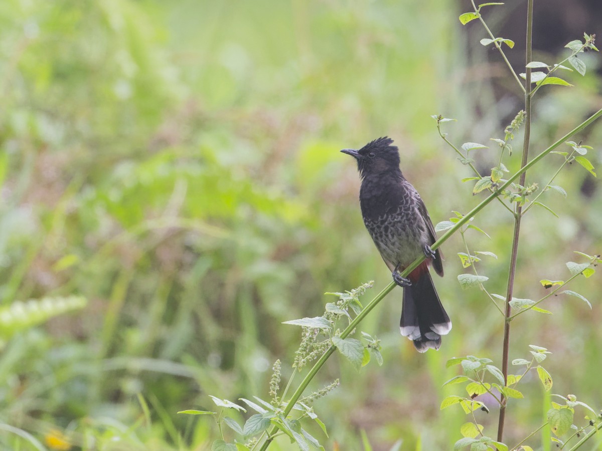 Red-vented Bulbul - ML618603836