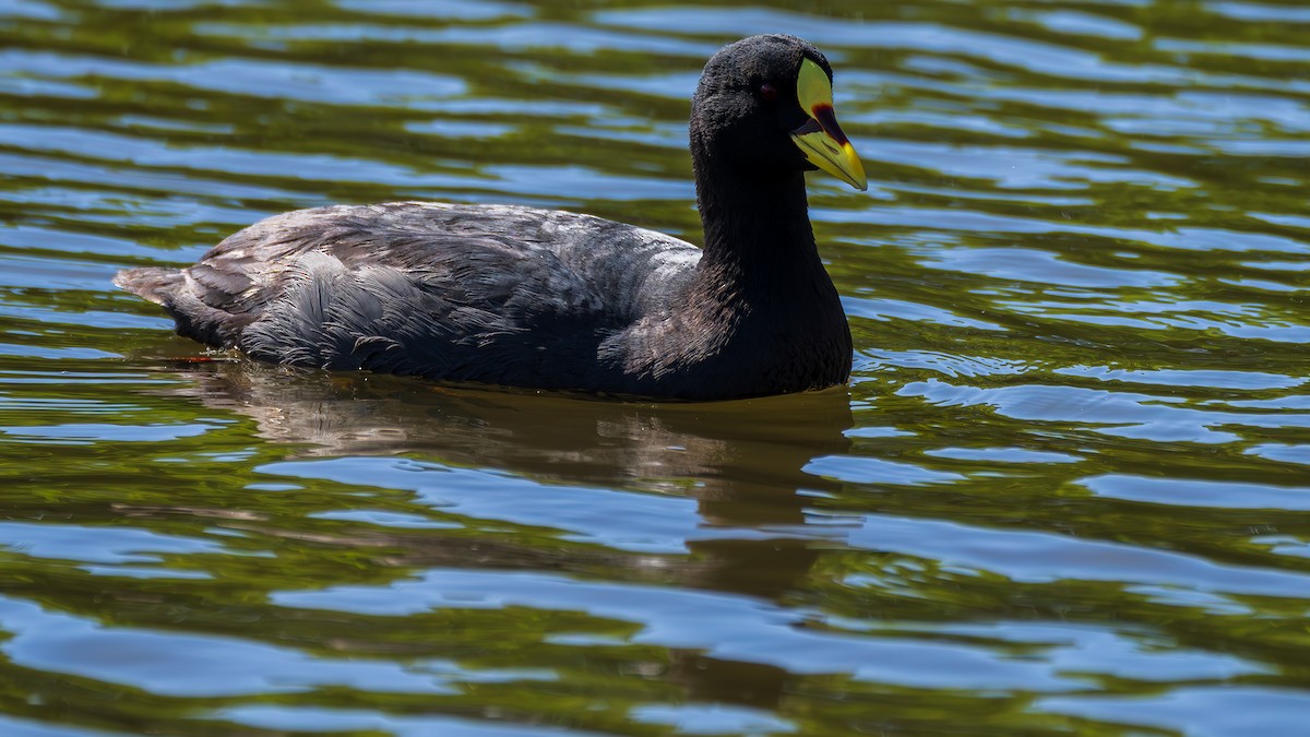 Red-gartered Coot - ML618603838